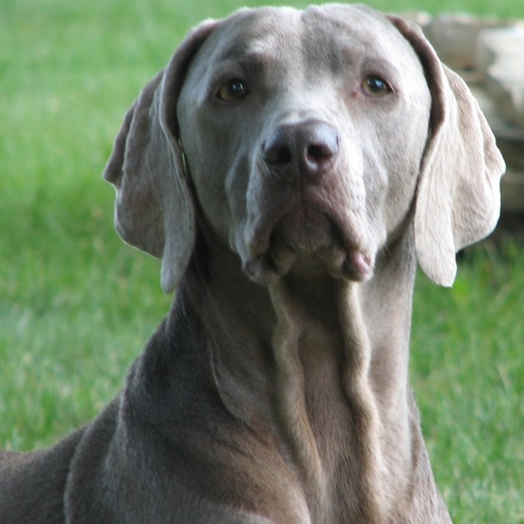 Profile Picture of Stefanie Sotka (@ssotka) on Poshmark