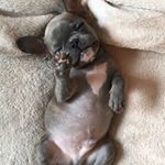 Profile Picture of PresleytheFrenchie (@hollywoofpresley) on Instagram