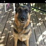 Profile Picture of Ruby Cerros (@ruby_the_german_shepard) on Instagram