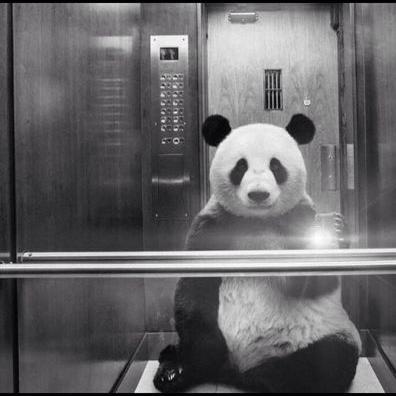 Profile Picture of Kevin Frisch (@AlexThePanda97) on Twitter
