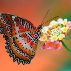 Profile Picture of Berta Vasquez (@Bertav24) on Twitter