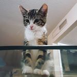 Profile Picture of Kevin Nivek (@yohg3rt) on Instagram