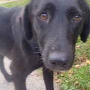 Profile Picture of Aleksandar Stojanovic (@aleksandarstojanovic50) on Youtube