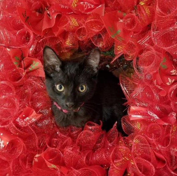 Profile Picture of Tammy Kulakowski (@tkulakowski68) on Poshmark