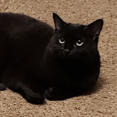 Profile Picture of Jacob Lee (@jdlmyskittle) on Twitter