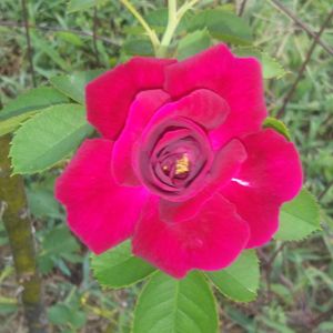 Brenda Rulo - Myspace Profile Picture of Brenda Rulo (@witchhazelginvixen) on Myspace