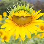 Profile Picture of Lori Goodgame (@beyouty4ashes) on Instagram