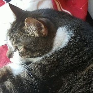 Profile Picture of Jesse Parmley (@BabyParmley) on Twitter