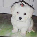 Profile Picture of Carla Marchiori (@carla.marchiori9191) on Instagram