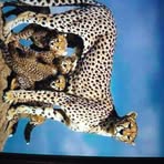 Profile Picture of Alice Manoukian (@Alice-Manoukian) on Facebook