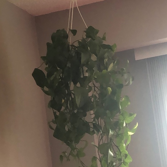 Profile Picture of Sofia Mohammad (@mohadsadiqa1) on Poshmark