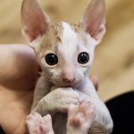 Profile Picture of Claire Conwell (@save_the_animals_fan_page) on Instagram