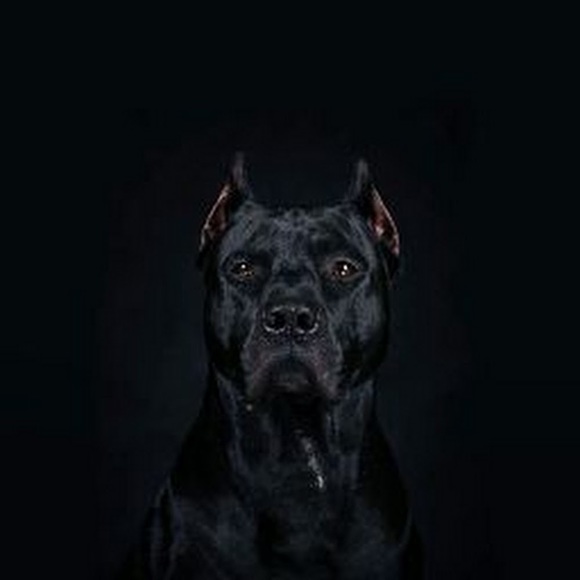 Profile Picture of Mike Burks (@rokkport81) on Poshmark