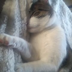 Michael Staines993 - Tiktok Profile Picture of Michael Staines993 (@michaelstaines2) on Tiktok