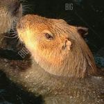 Profile Picture of Amanda Cruces Polić 💥 (@lap0lic__) on Instagram