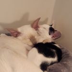 Profile Picture of Kerry McCall (@goblin_children) on Instagram