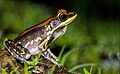 Profile Picture of Fungoid frogon Wikipedia