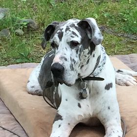 Profile Picture of Iris Hammel (@IrisE0706) on Pinterest