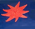 Profile Picture of Solaster endecaon Wikipedia