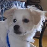 Profile Picture of Nicholas F Metivier Jr. (@mohawk600308) on Instagram