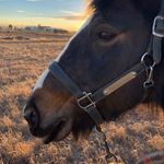Profile Picture of Shelly Graham (@voltefarms) on Instagram