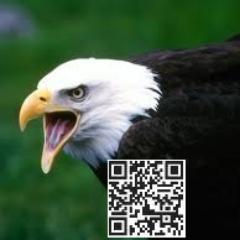 Profile Picture of Dave Hammett (@usaquality) on Twitter