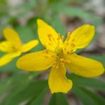 dovkolabotanika - Instagram Profile Picture of dovkolabotanika (@dovkolabotanika) on Instagram