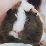 Profile Picture of Caroline Daniels (@cazzascreations) on Instagram