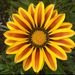 Profile Picture of Aunaleigh MacLucas (@aunaleighmac) on Pinterest