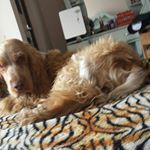 Profile Picture of Alfredo Coria Siles (@alfredo.coriasiles) on Instagram