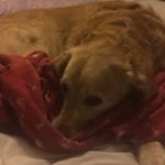 Profile Picture of Nicholas Gartrell (@6002glsalohcin) on Instagram