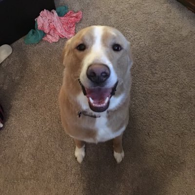 Profile Picture of Kimsheets  🍷 🌈 🌊 👩‍❤️‍💋‍👩 🐶 🐱 💙 🌍 (@kimbug16) on Twitter