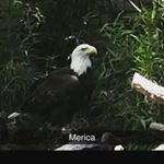 Profile Picture of Ronnie Forest Jr. (@ronnieforestjr) on Instagram
