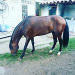 Profile Picture of carlos hernadez 