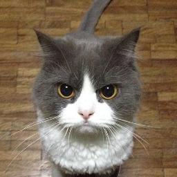 Profile Picture of Calvin Shen (@Calvinwhatever) on Twitter