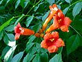 Profile Picture of Campsis radicanson Wikipedia