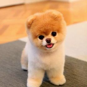 Profile Picture of What Can Dogs Eat (@whatcandogseat0119) on Pinterest