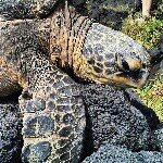 Profile Picture of Deb Mason (@deb5zen) on Instagram