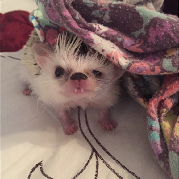 Profile Picture of Jill Caldarola (@fanny80) on Poshmark