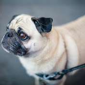 Profile Picture of Chrissy Wilson (@chrissywilson5475) on Youtube