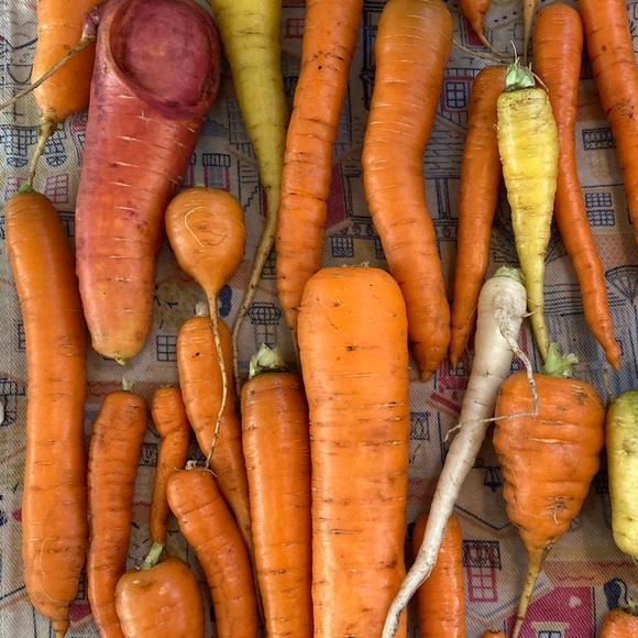 Profile Picture of Elaine Vradenburgh (@evrad) on Poshmark