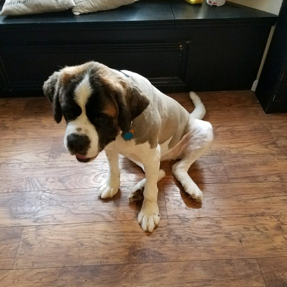 Profile Picture of Amy Kirby (@sugarkirby) on Poshmark