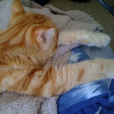 Profile Picture of Laura Spurlock (@buddythekitten) on Twitter