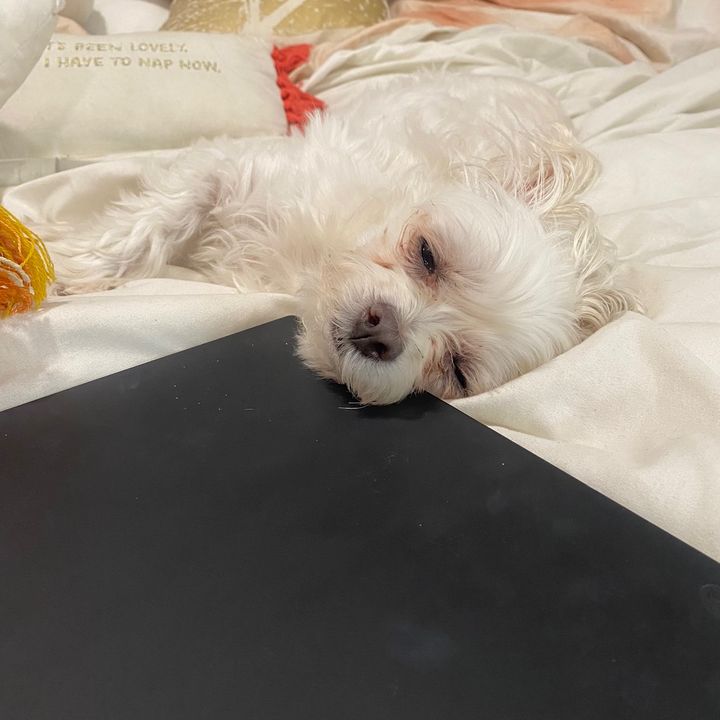 Profile Picture of eloises mom (@eloisesmom) on Tiktok