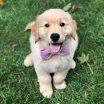 Profile Picture of Bennett (@bennett_thegoldenhoo) on Instagram