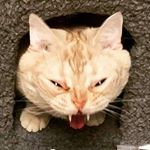 Profile Picture of Abraham Viveros Retamal (@bitho.avr) on Instagram