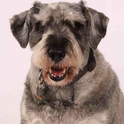 Profile Picture of AUSTIN (@AustinSchnauzer) on Twitter