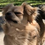 Profile Picture of Jeremy Shockley (@dvsjrock) on Instagram