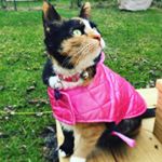 Allison Elizabeth - Instagram Profile Picture of Allison Elizabeth (@boundlessbasil) on Instagram