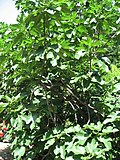 Profile Picture of Parable of the Budding Fig Treeon Wikipedia